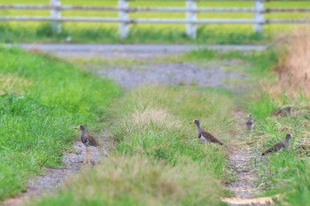 Grey-headed Lapwing 牛久市 Sun, 8/13/2023