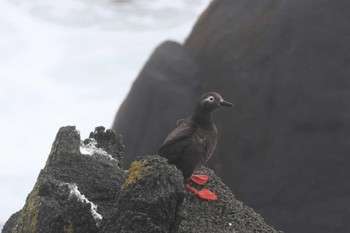 Spectacled Guillemot 納沙布岬 Sat, 8/12/2023