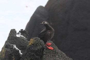 Spectacled Guillemot 納沙布岬 Sat, 8/12/2023