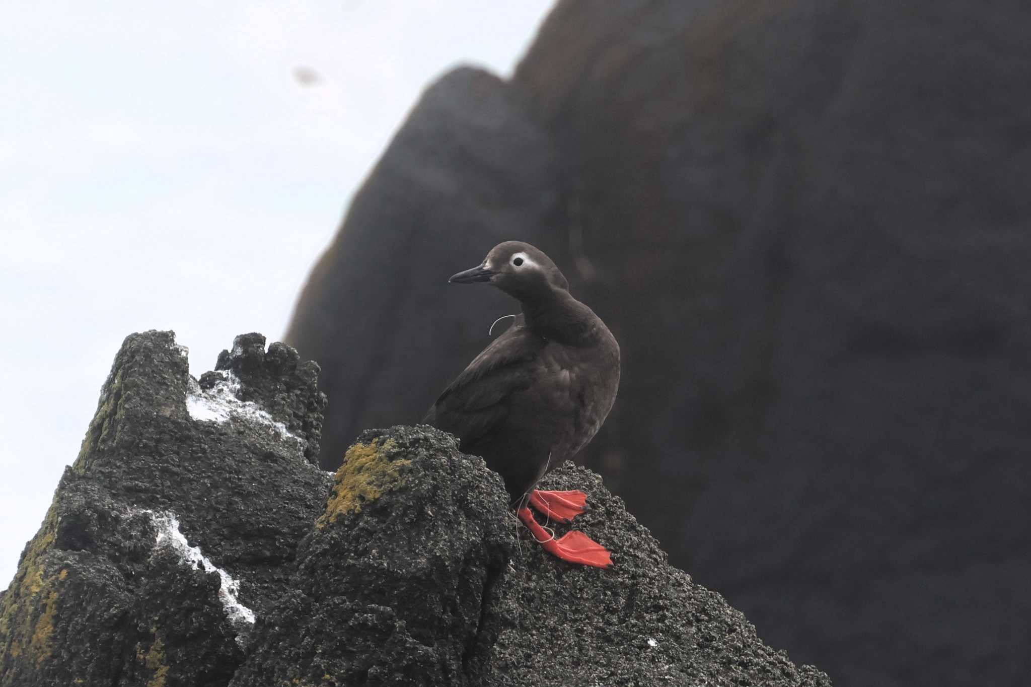 Photo of Spectacled Guillemot at 納沙布岬 by ぼぼぼ