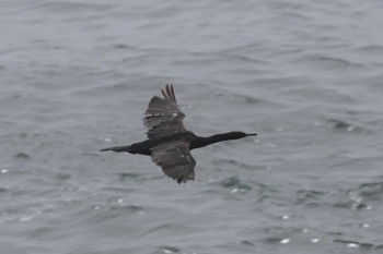 Pelagic Cormorant 納沙布岬 Sat, 8/12/2023