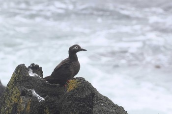 Spectacled Guillemot 納沙布岬 Sat, 8/12/2023