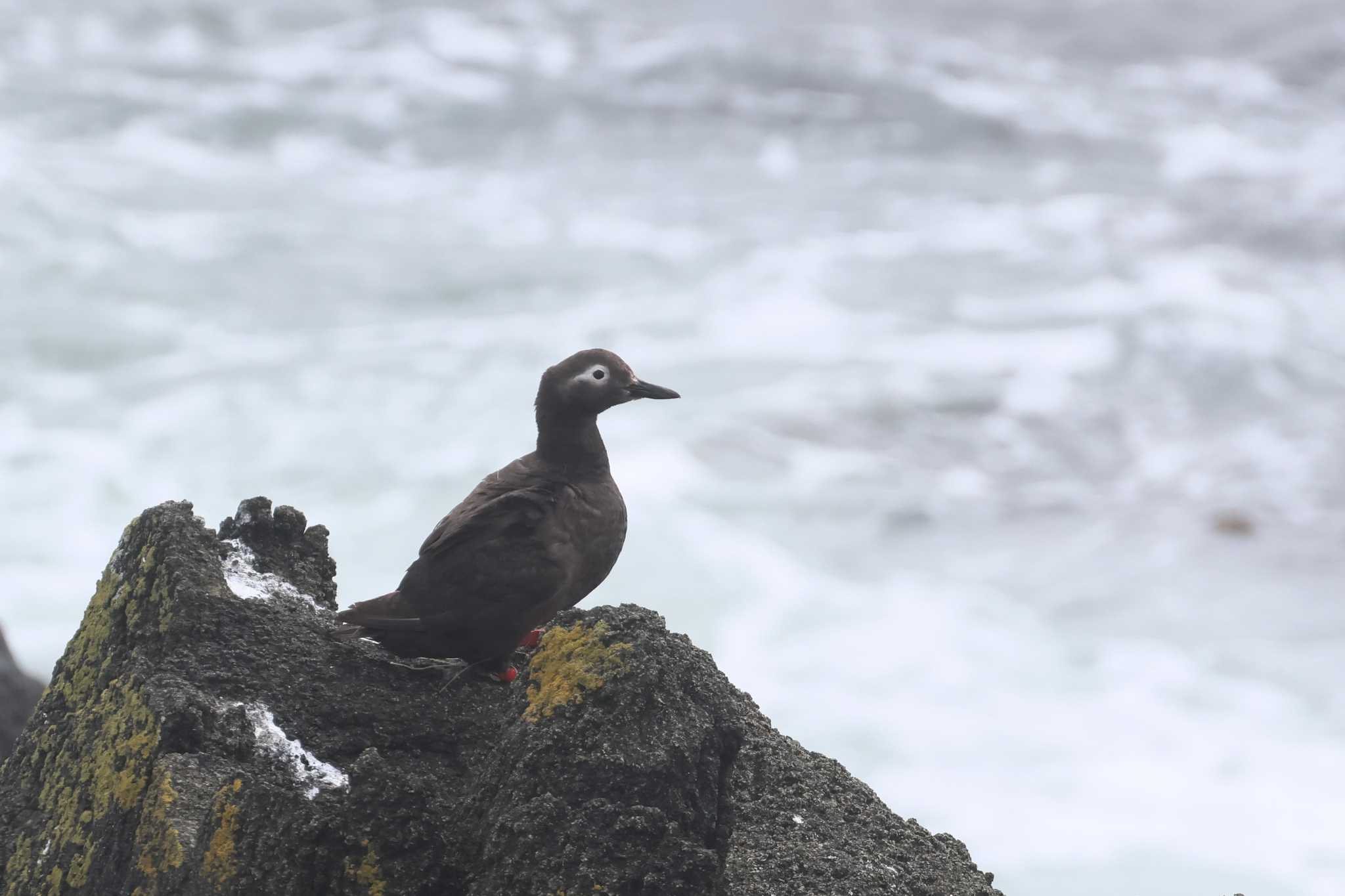 Photo of Spectacled Guillemot at 納沙布岬 by ぼぼぼ