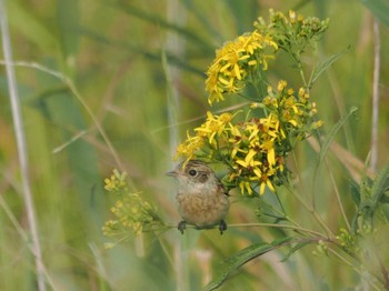 Amur Stonechat 納沙布岬 Sat, 8/12/2023