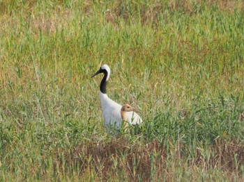 Red-crowned Crane Shunkunitai Thu, 8/10/2023