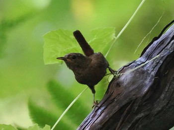 Eurasian Wren Shunkunitai Thu, 8/10/2023