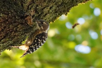 Japanese Pygmy Woodpecker 養老公園 Sun, 8/13/2023