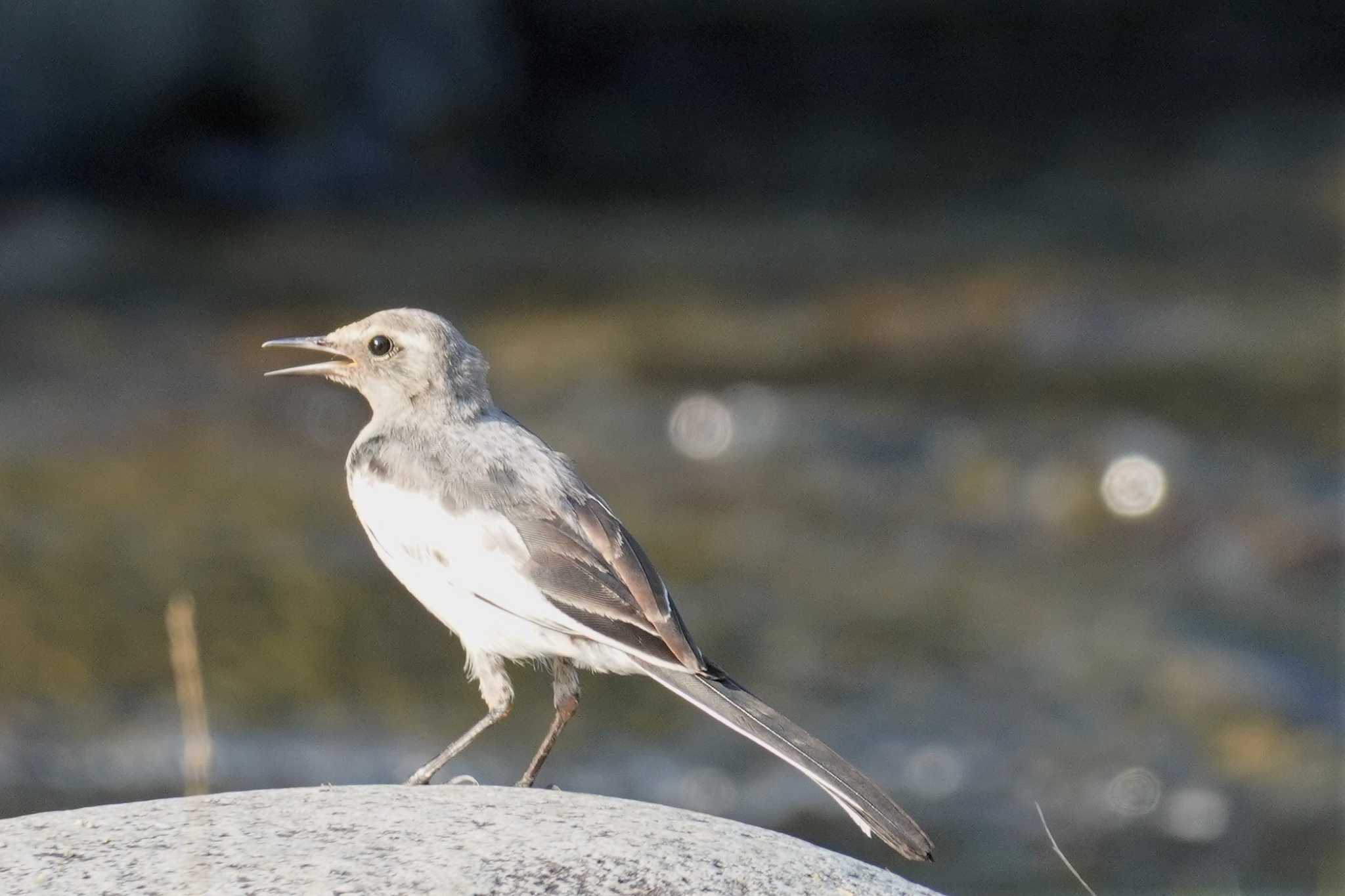 White Wagtail