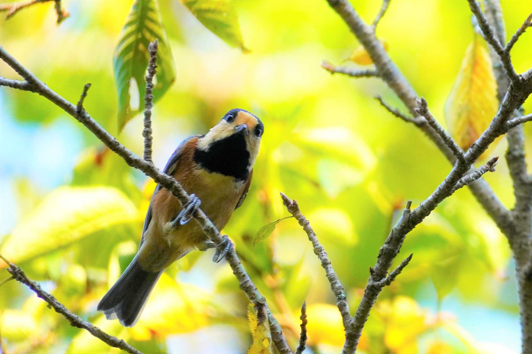 Varied Tit