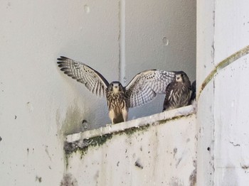 2023年7月30日(日) 金井遊水地(金井遊水池)の野鳥観察記録