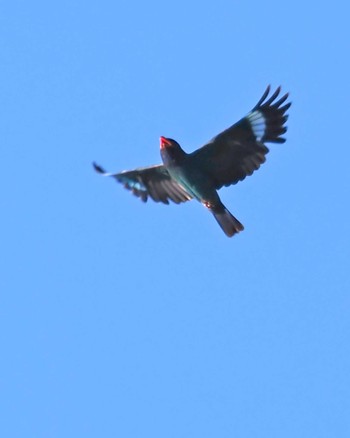 Oriental Dollarbird 松之山 Fri, 8/11/2023