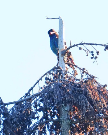 Oriental Dollarbird 松之山 Fri, 8/11/2023