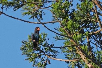 Oriental Dollarbird 松之山 Fri, 8/11/2023