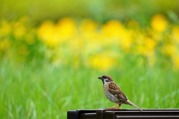 Mon, 8/14/2023 Birding report at 大阪府