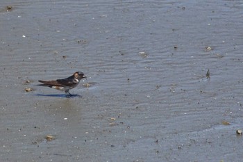 Red-rumped Swallow 千葉県 Tue, 8/8/2023