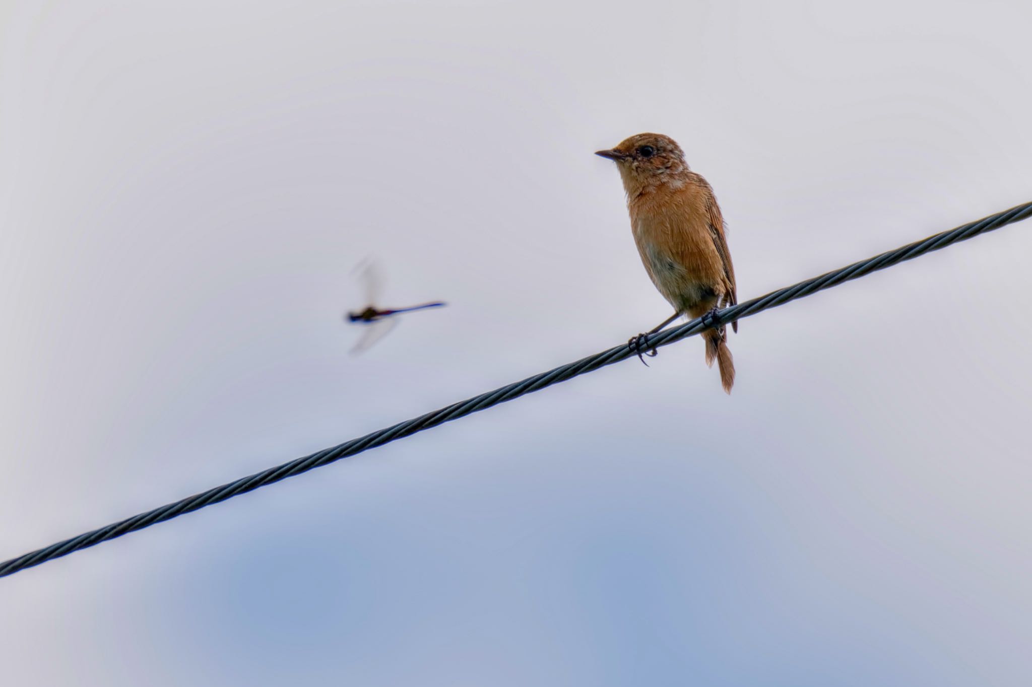 Amur Stonechat