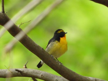 キビタキ 太白山自然観察の森 2023年5月14日(日)