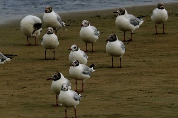 ユリカモメ 甲子園浜(兵庫県西宮市) 2023年8月14日(月)