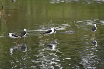 セイタカシギ 東京港野鳥公園 2023年8月13日(日)