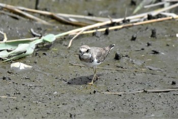 コチドリ 東京港野鳥公園 2023年8月13日(日)