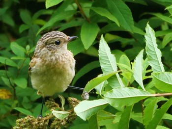 Amur Stonechat 奥日光(戦場ヶ原,湯滝) Sun, 8/13/2023