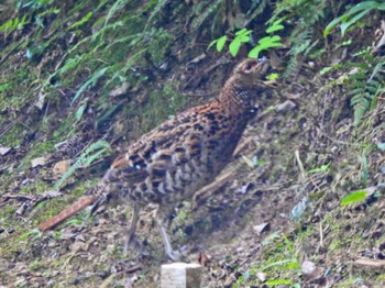 アカヤマドリ 高良山 福岡県久留米市 Wed, 8/2/2023