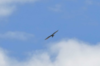 Grey-faced Buzzard 珠洲市 Mon, 8/7/2023