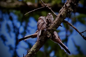 Sun, 8/13/2023 Birding report at 山梨県