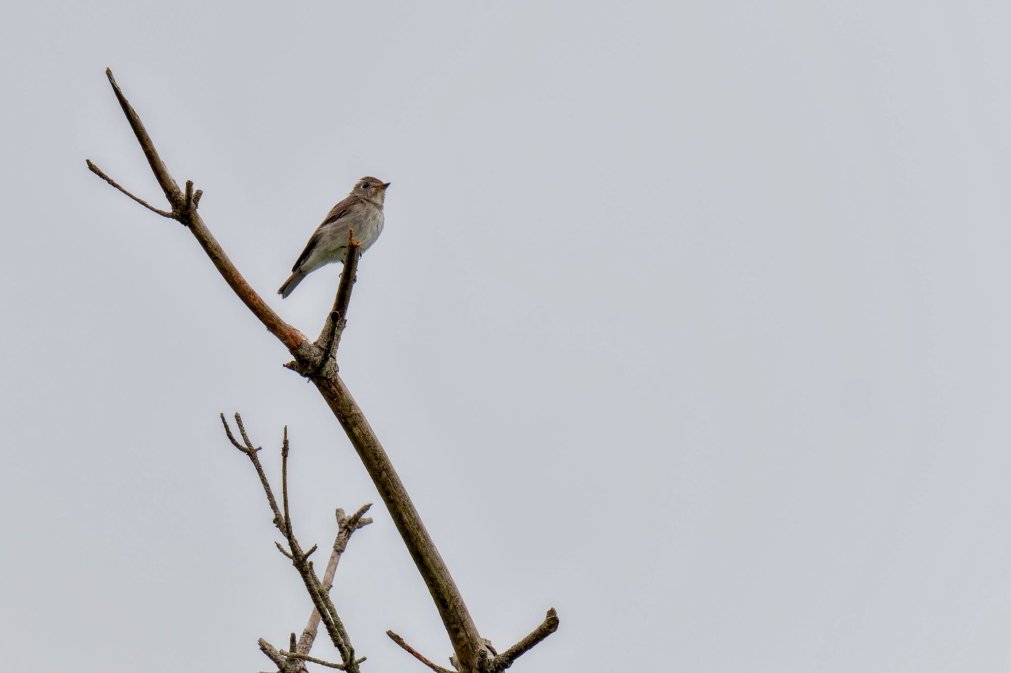 Asian Brown Flycatcher