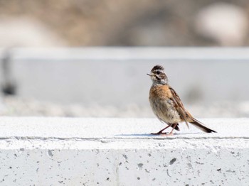 2023年8月13日(日) 神ノ島(長崎市)の野鳥観察記録