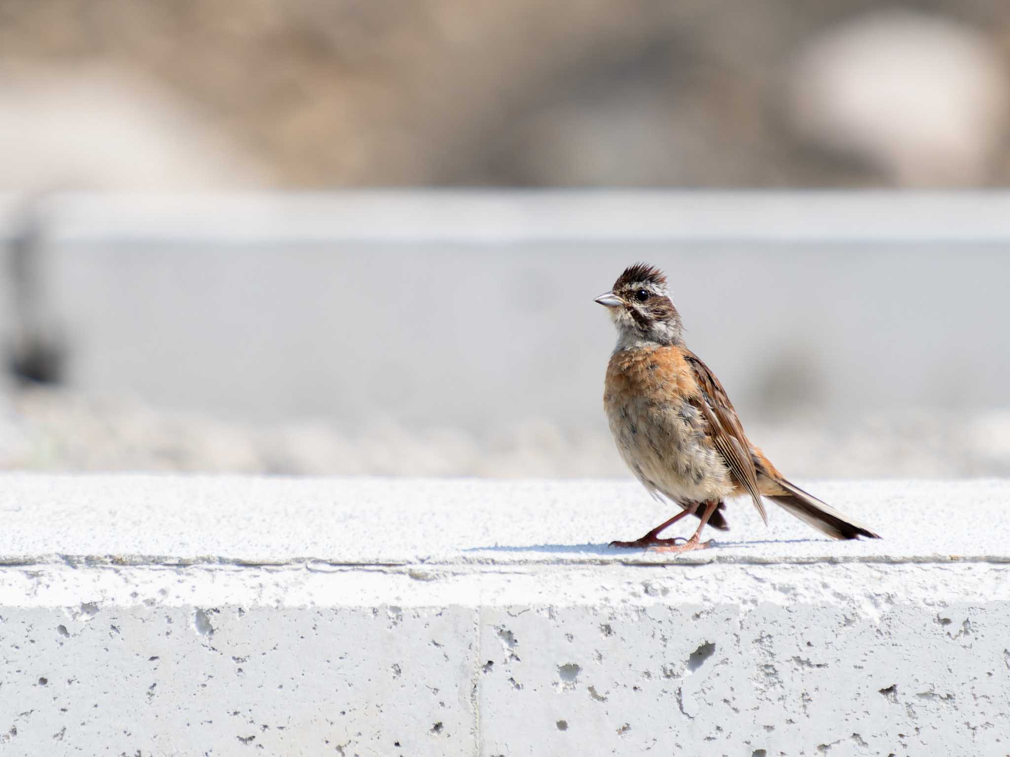 Meadow Bunting