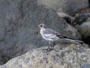 White Wagtail 中島川 石橋群周辺(長崎市) Sun, 8/13/2023