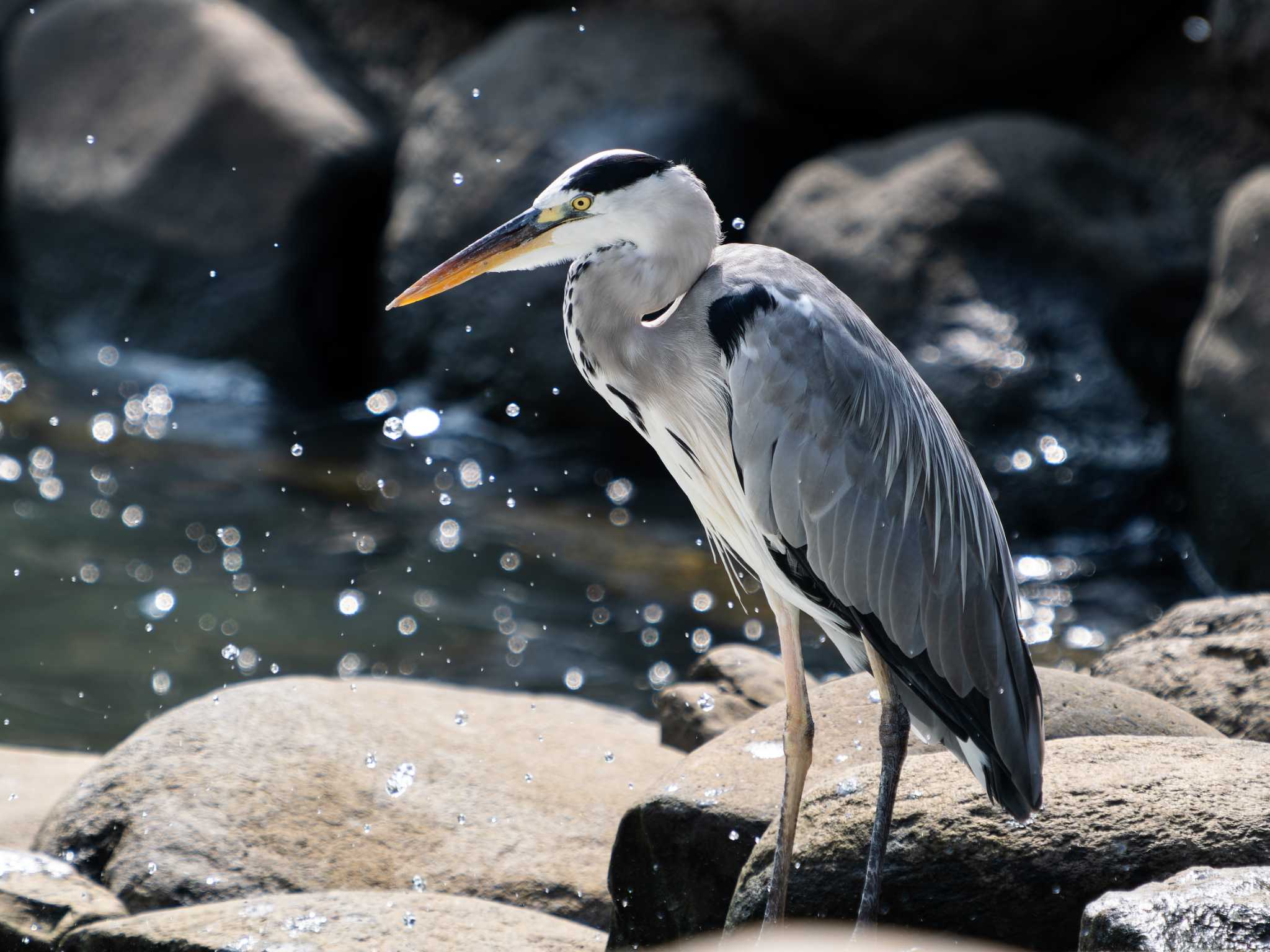 Photo of Grey Heron at 中島川 石橋群周辺(長崎市) by ここは長崎