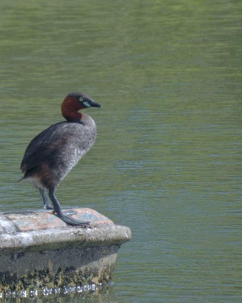 Little Grebe 霞ヶ浦 Fri, 8/11/2023