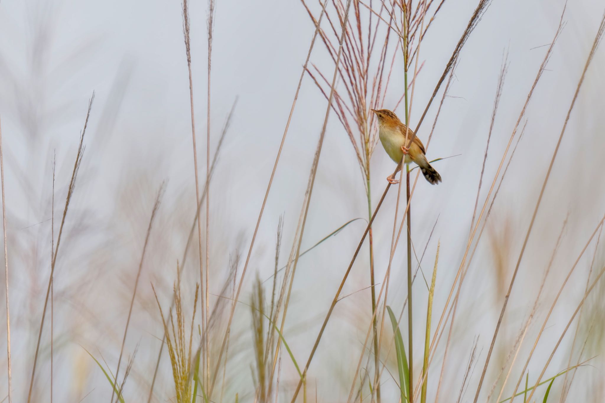 Zitting Cisticola