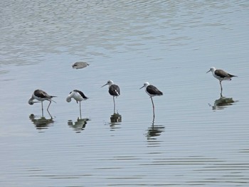 セイタカシギ 東京港野鳥公園 2023年8月13日(日)