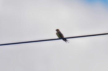 Red-rumped Swallow JGSDF Kita-Fuji Exercise Area Fri, 8/11/2023