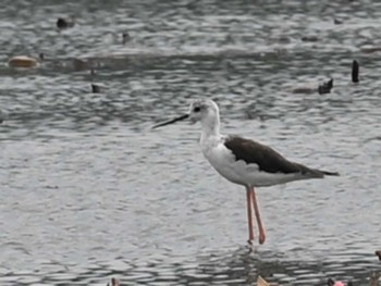 Tue, 8/15/2023 Birding report at 熊本新港