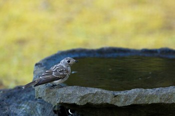 コサメビタキ 山中湖 2023年8月11日(金)