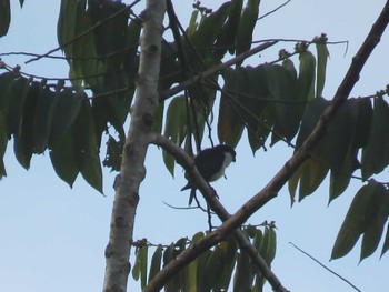 Philippine Falconet