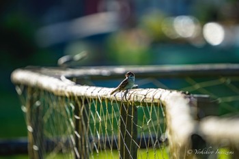 Eurasian Tree Sparrow 明見湖 Thu, 8/10/2023