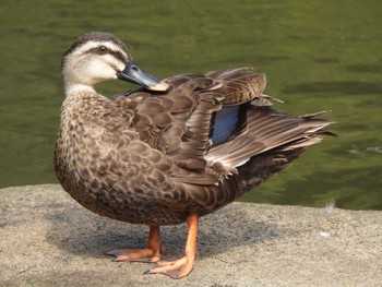 2023年8月15日(火) こども自然公園 (大池公園/横浜市)の野鳥観察記録