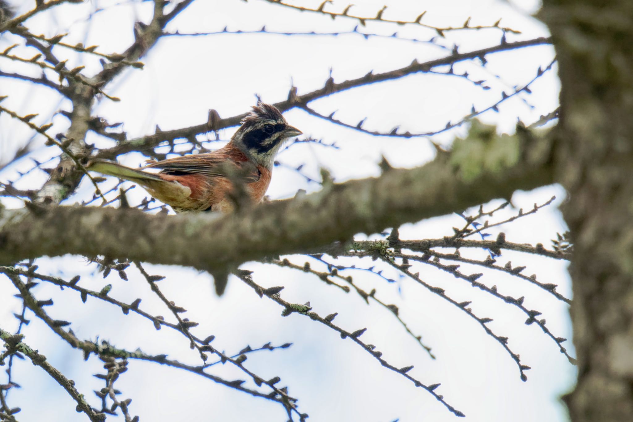 Photo of Meadow Bunting at JGSDF Kita-Fuji Exercise Area by アポちん