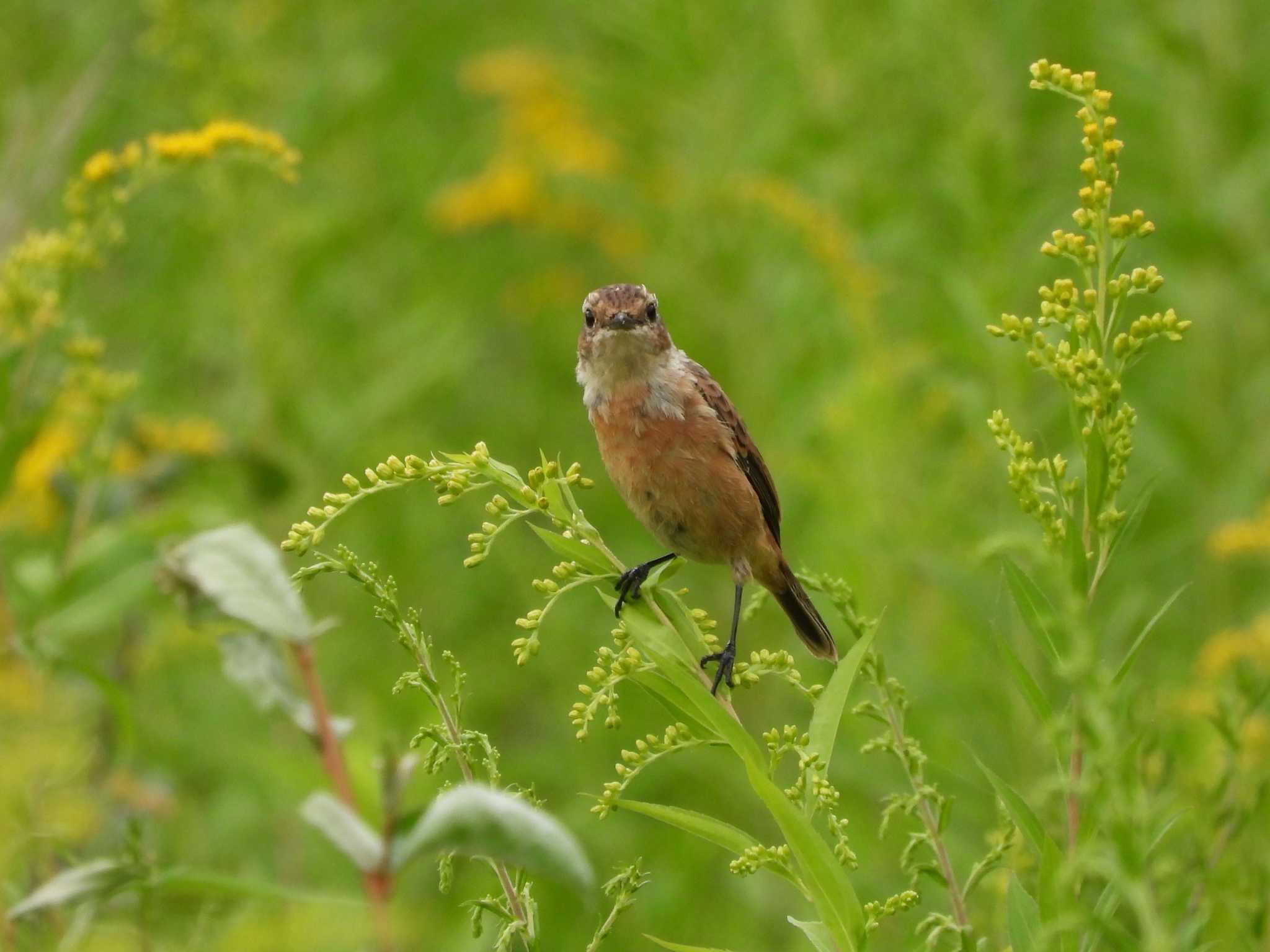 ノビタキ