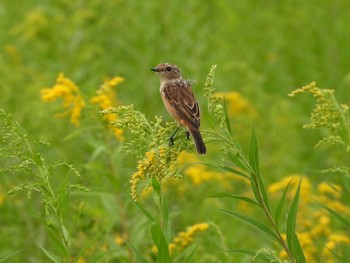 Tue, 8/15/2023 Birding report at 茨戸川緑地