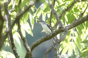 サンショウクイ 場所が不明 2018年8月18日(土)