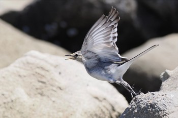 ハクセキレイ 東京港野鳥公園 2023年8月10日(木)