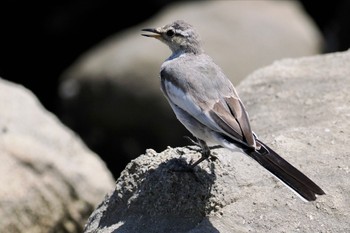 ハクセキレイ 東京港野鳥公園 2023年8月10日(木)