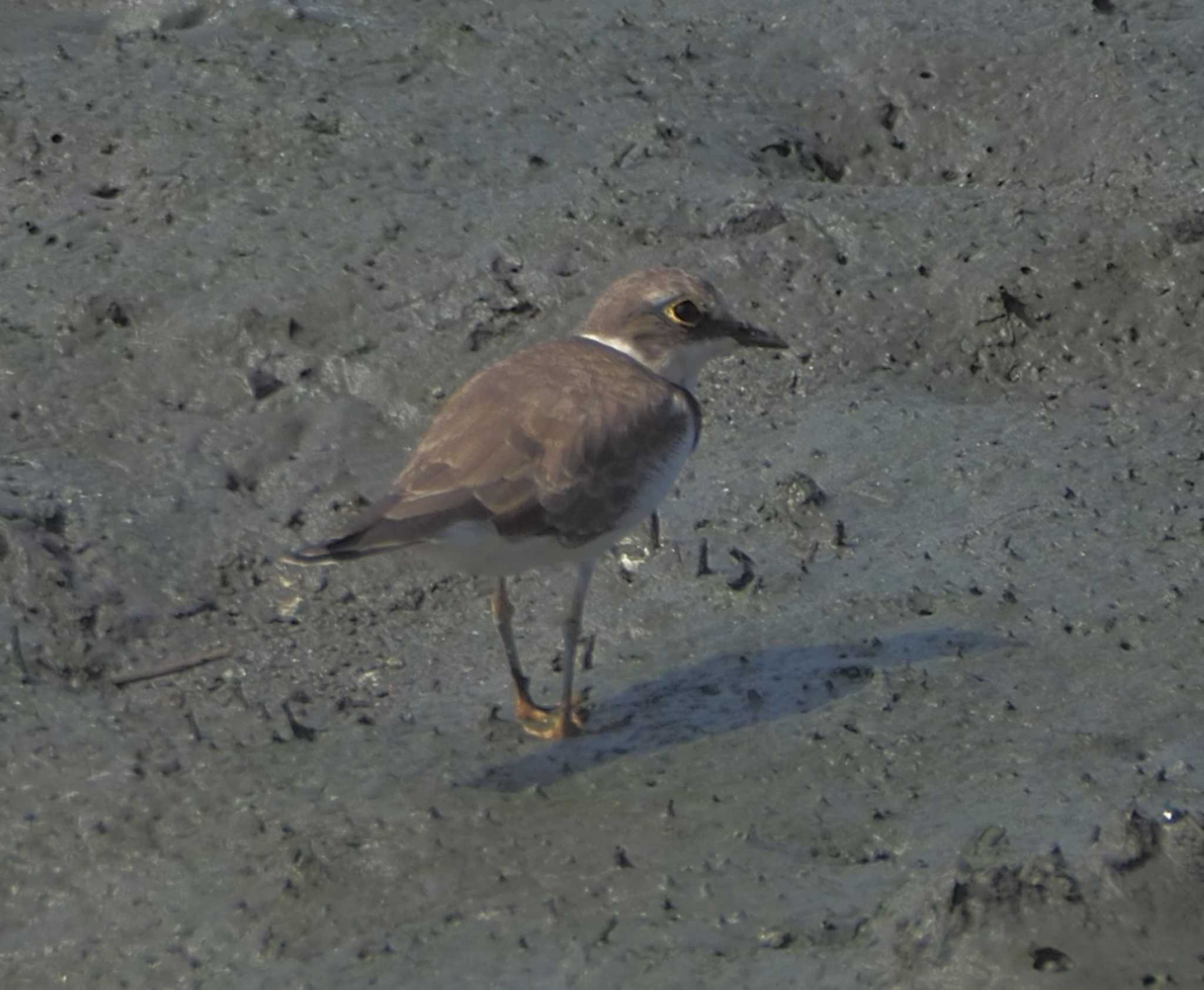 Photo of Little Ringed Plover at 土留木川河口(東海市) by MaNu猫