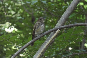 Blue-and-white Flycatcher 山梨県 Thu, 8/10/2023